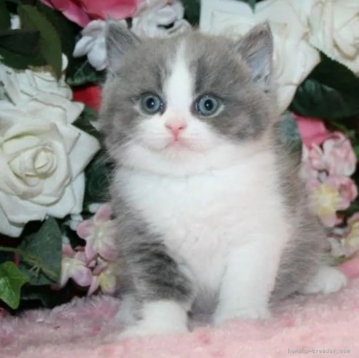 ふくちゃん 様のお迎えした子猫