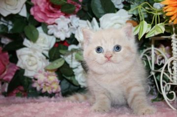 ブリティッシュショートヘア【滋賀県・男の子・2019年7月16日・クリーム】の写真「キュートなクリームの男の子」