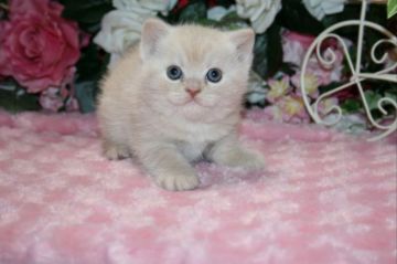 ブリティッシュショートヘア【滋賀県・男の子・2018年1月1日・クリームタビー】の写真「毛色も可愛いクリームタビーの男の子」