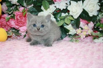 ブリティッシュショートヘア【滋賀県・男の子・2017年8月11日・ブルー】の写真「ハイクォリティーな男の子です」