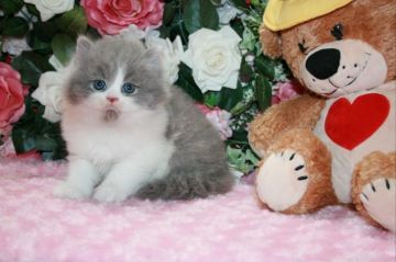 ブリティッシュショートヘア【滋賀県・男の子・2017年6月11日・ブルーホワイト(ロングヘア)】の写真「モッフモフ！とても上品で希少なロングヘアーです」