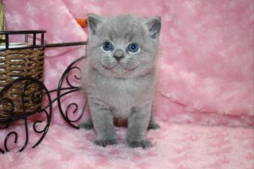 ブリティッシュショートヘア【滋賀県・男の子・2017年10月30日・ブルー】の写真「おめめクリクリ！ハイクォリティーな男の子です」