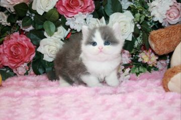 ブリティッシュショートヘア【滋賀県・男の子・2017年7月20日・ブルーホワイト(ロングヘア)】の写真「モッフモフ！とても上品で希少なロングヘアーです」