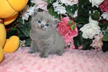 ブリティッシュショートヘア【滋賀県・女の子・2017年10月14日・ブルー】の写真「父親外産　お顔も体格もハイクォリティー」