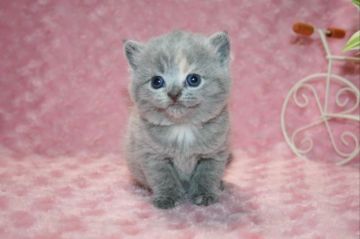 ブリティッシュショートヘア【滋賀県・女の子・2017年11月6日・ブルークリーム】の写真「淡い毛色がキュートな女の子です」