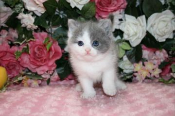 ブリティッシュショートヘア【滋賀県・女の子・2017年10月1日・ブルーホワイト】の写真「お顔まん丸！コロコロの可愛い女の子」