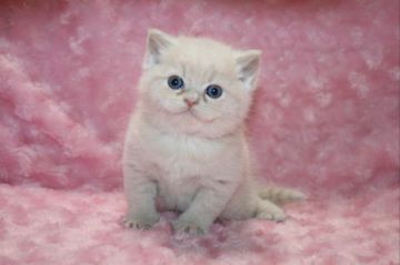 ブリティッシュショートヘア【滋賀県・男の子・2017年10月30日・クリームタビー】の写真「おめめクリクリ！ハイクォリティーな男の子です」