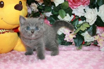 ブリティッシュショートヘア【滋賀県・女の子・2017年6月5日・ブルークリーム】の写真「おめめクリクリ!お顔まん丸の女の子！」