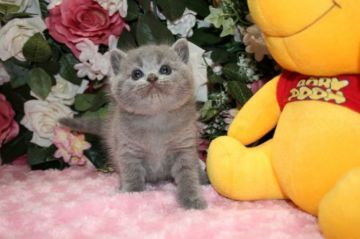 ブリティッシュショートヘア【滋賀県・男の子・2016年4月17日・ブルータビー】の写真「おめめクリクリお顔まん丸！コロッコロに育ってます」