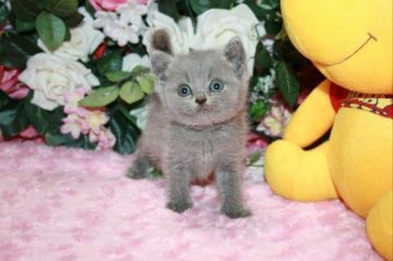 ブリティッシュショートヘア【滋賀県・男の子・2017年8月14日・ブルー】の写真「淡いブルーの可愛い男の子です」