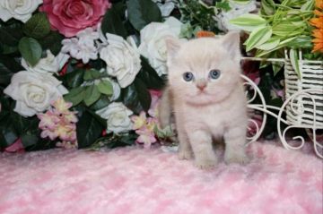 ブリティッシュショートヘア【滋賀県・男の子・2017年3月3日・クリーム】の写真「小ぶりで可愛いクリームの男の子」