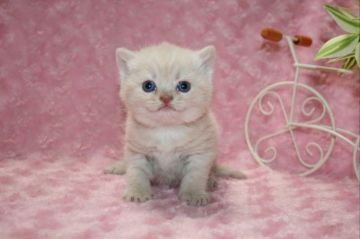 ブリティッシュショートヘア【滋賀県・男の子・2017年11月6日・クリームタビー】の写真「お顔のまぁるい男の子です」