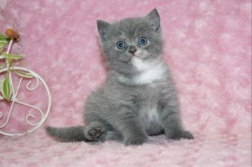 ブリティッシュショートヘア【滋賀県・女の子・2019年3月3日・ブルークリーム】の写真「クリクリおめめの可愛い女の子」