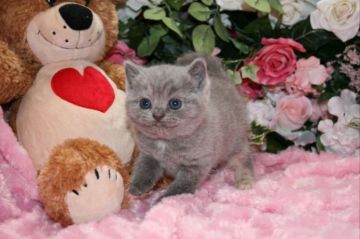 ブリティッシュショートヘア【滋賀県・女の子・2015年3月7日・ブルークリーム（　ショートヘアー）】の写真「ゴールデンウィーク中のお預り可能です。」