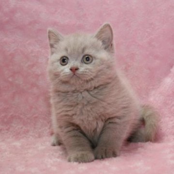 ブリティッシュショートヘア【滋賀県・男の子・2023年1月19日・ライラック】の写真「カフェオレの様な美しく可愛い毛色」