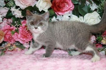 ブリティッシュショートヘア【滋賀県・女の子・2017年6月28日・ブルーホワイト】の写真「お顔まん丸！可愛い女の子」