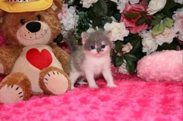 ブリティッシュショートヘア【滋賀県・女の子・2015年4月27日・ブルーホワイト（　ショートヘアー）】の写真「瞳が可愛い女の子です」