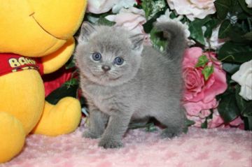 ブリティッシュショートヘア【滋賀県・男の子・2017年10月10日・ブルー】の写真「父親外産　祖父グランドインターチャンピオン」