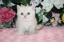 ブリティッシュショートヘア【滋賀県・男の子・2021年4月23日・クリーム】の写真1「お顔と毛色が可愛い男の子」