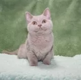 ブリティッシュショートヘア【滋賀県・女の子・2024年3月14日・ライラック】の写真1「美しい淡いライラックの女の子。まるでミルクティーのような可愛いカラーです。」