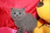 ブリティッシュショートヘア【滋賀県・男の子・2013年3月14日・ブルー】の写真1