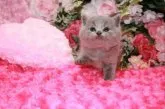 ブリティッシュショートヘア【滋賀県・男の子・2014年3月8日・ブルー】の写真1