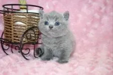 ブリティッシュショートヘア【滋賀県・女の子・2018年2月20日・ブルー】の写真1