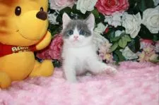 ブリティッシュショートヘア【滋賀県・男の子・2017年7月20日・ブルーホワイト】の写真1