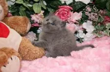 ブリティッシュショートヘア【滋賀県・男の子・2015年3月7日・ブルー】の写真2