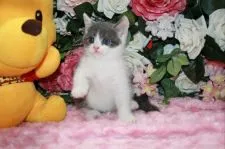 ブリティッシュショートヘア【滋賀県・男の子・2017年7月20日・ブルーホワイト】の写真2