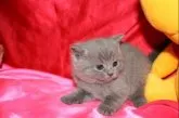 ブリティッシュショートヘア【滋賀県・男の子・2013年3月14日・ブルー】の写真2
