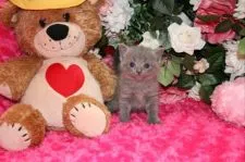 ブリティッシュショートヘア【滋賀県・女の子・2015年4月27日・ブルー】の写真2