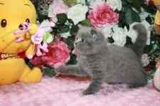 ブリティッシュショートヘア【滋賀県・男の子・2017年6月11日・ブルー】の写真2