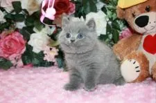 ブリティッシュショートヘア【滋賀県・男の子・2017年6月5日・ブルー】の写真2「猫ジャラシを狙っています（＾＾）」