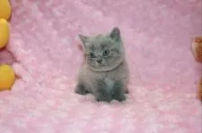 ブリティッシュショートヘア【滋賀県・男の子・2021年6月24日・ブルー】の写真2「おっとり穏やかな性格です」