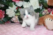 ブリティッシュショートヘア【滋賀県・男の子・2022年3月16日・ブルーホワイト】の写真2「コロコロ元気に育っております」