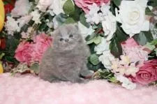 ブリティッシュショートヘア【滋賀県・男の子・2016年5月27日・ブルー】の写真2