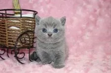 ブリティッシュショートヘア【滋賀県・女の子・2018年2月20日・ブルー】の写真2