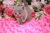 ブリティッシュショートヘア【滋賀県・男の子・2014年3月8日・ブルー】の写真2