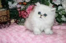 ペルシャ(チンチラ)【滋賀県・女の子・2019年9月2日・シェーデッドシルバー】の写真3「四股は短め、お鼻もぺしゃんこ。」