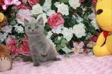 ブリティッシュショートヘア【滋賀県・女の子・2017年6月28日・ブルー】の写真3