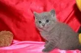 ブリティッシュショートヘア【滋賀県・男の子・2013年3月14日・ブルー】の写真3