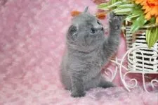 ブリティッシュショートヘア【滋賀県・女の子・2018年2月20日・ブルー】の写真3