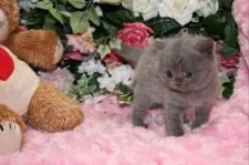 ブリティッシュショートヘア【滋賀県・男の子・2015年3月7日・ブルー】の写真3「　横目でチラッ（＾＾）」