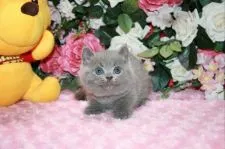 ブリティッシュショートヘア【滋賀県・男の子・2017年6月5日・ブルー】の写真3