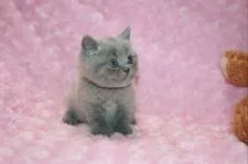 ブリティッシュショートヘア【滋賀県・男の子・2021年6月24日・ブルー】の写真3「ムチコロに育っております」