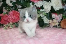 ブリティッシュショートヘア【滋賀県・男の子・2022年3月16日・ブルーホワイト】の写真4「小さいながらもガッシリした骨格で、ハイクォリティーな子です」