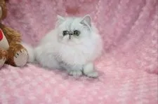 ペルシャ(チンチラ)【滋賀県・女の子・2020年2月15日・シェーデッドシルバー】の写真4「黒い差し毛が少なく、とても美しい子です」