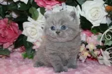 ブリティッシュショートヘア【滋賀県・男の子・2019年11月11日・ブルー】の写真4「お気に留まりましたら、是非、この子に会いにお越し下さいませ」