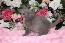 ブリティッシュショートヘア【滋賀県・女の子・2014年10月25日・ ブルー&クリーム】の写真4